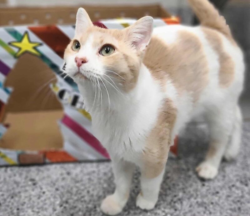 Picture of the Animal Listed